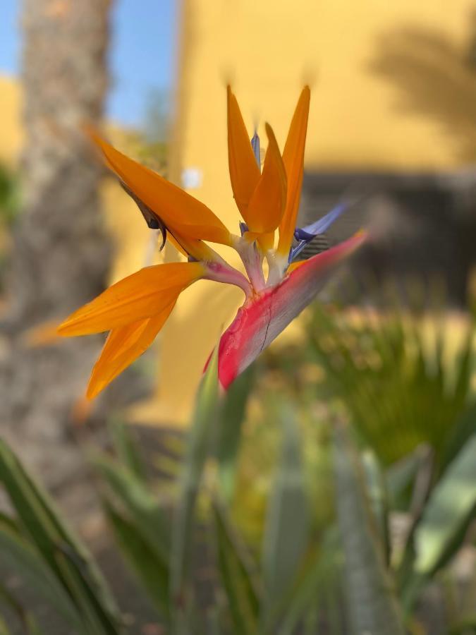 Fuerteventura Apartments Corralejo Dış mekan fotoğraf